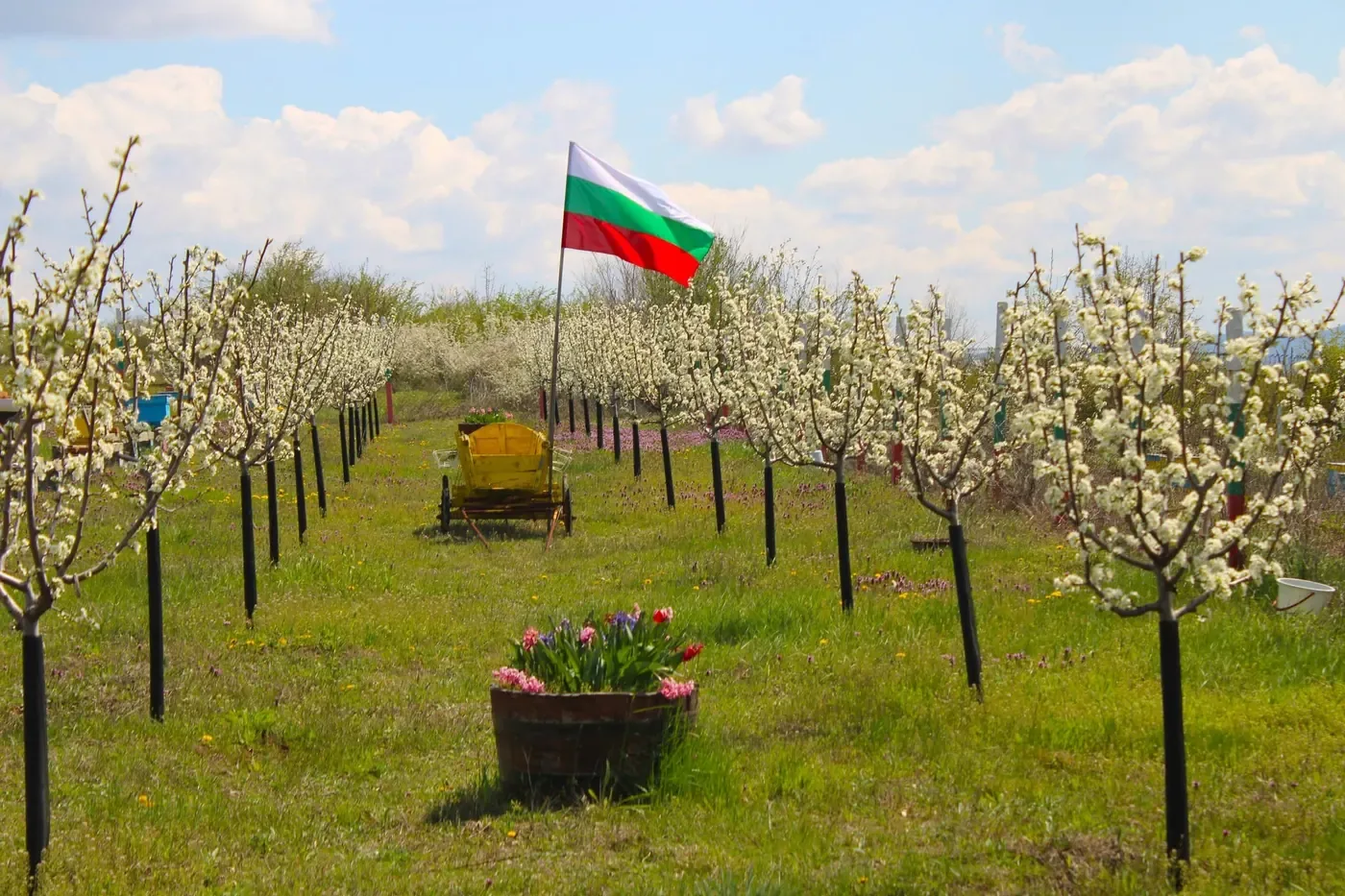 Цъфнала овощна градина с българско знаме