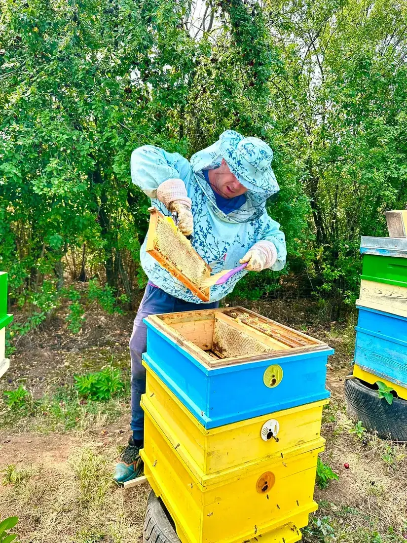 Здравко с пчеларски костюм проверява рамка от кошера